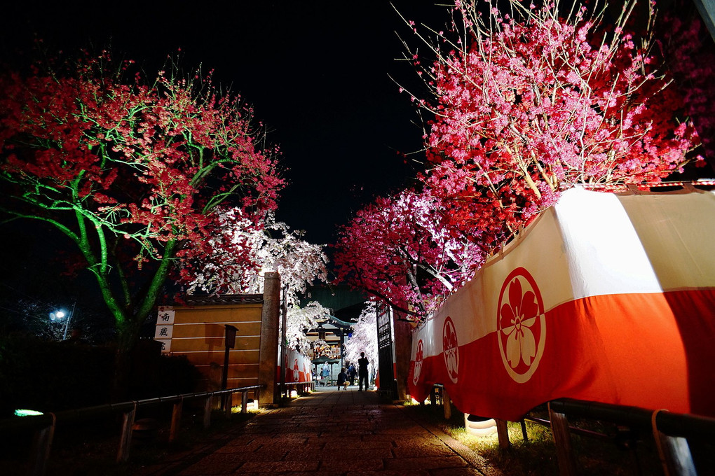 夜桜シャンデリア　～桜寺・南蔵院へ～