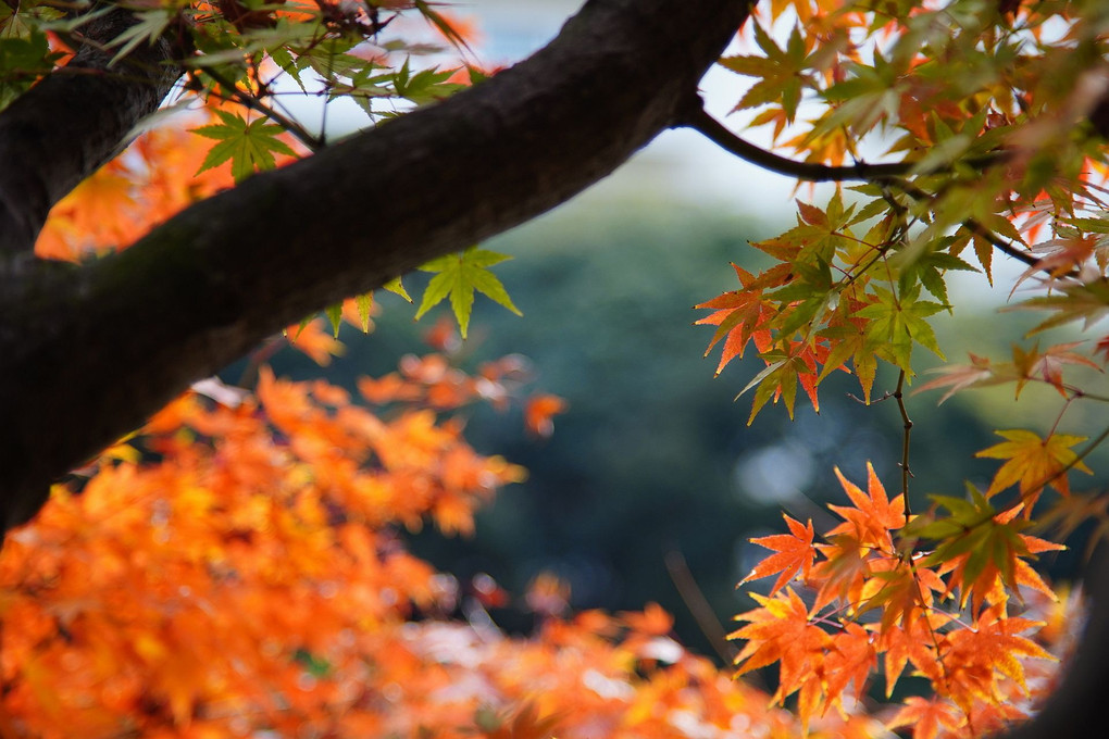 旧古河庭園の紅葉