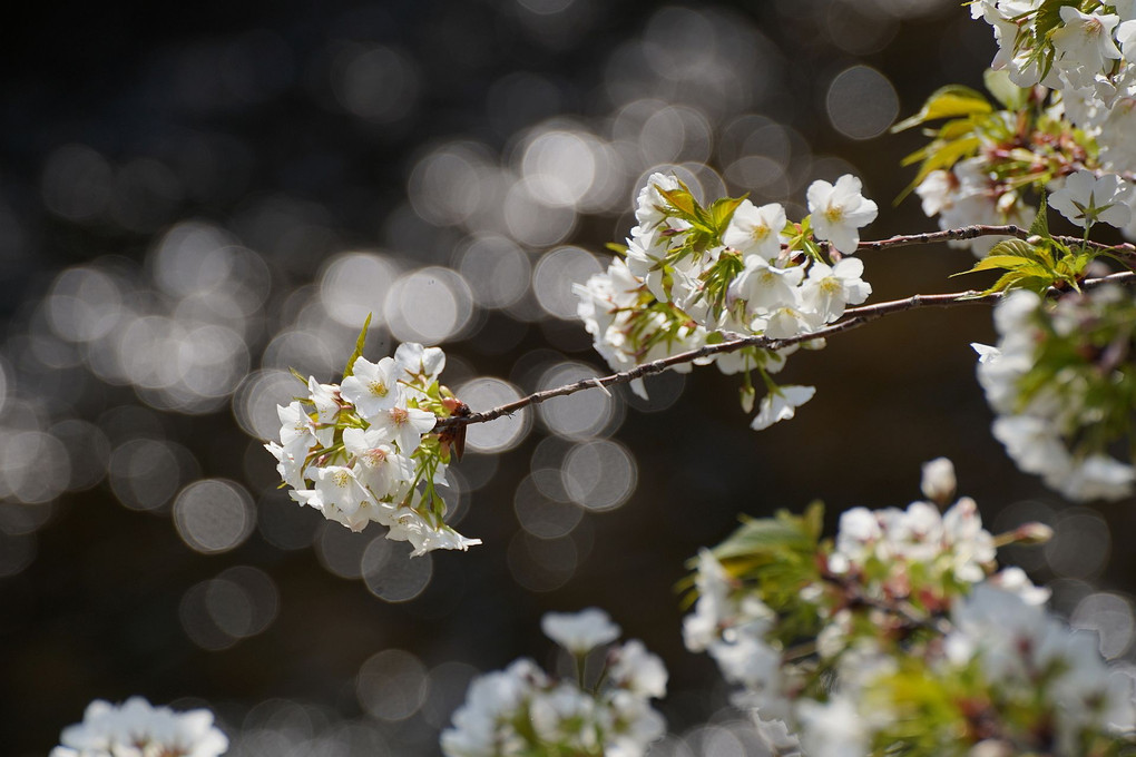 今日の桜　～板橋の石神井川～