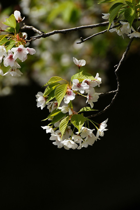 有終の美を　～石神井川の桜～