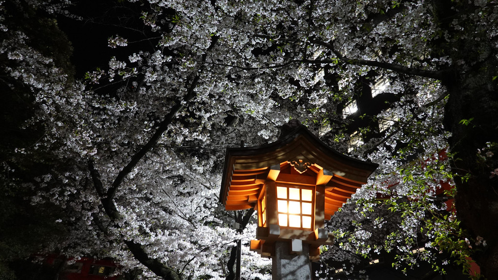 Cherryblossoms in full bloom