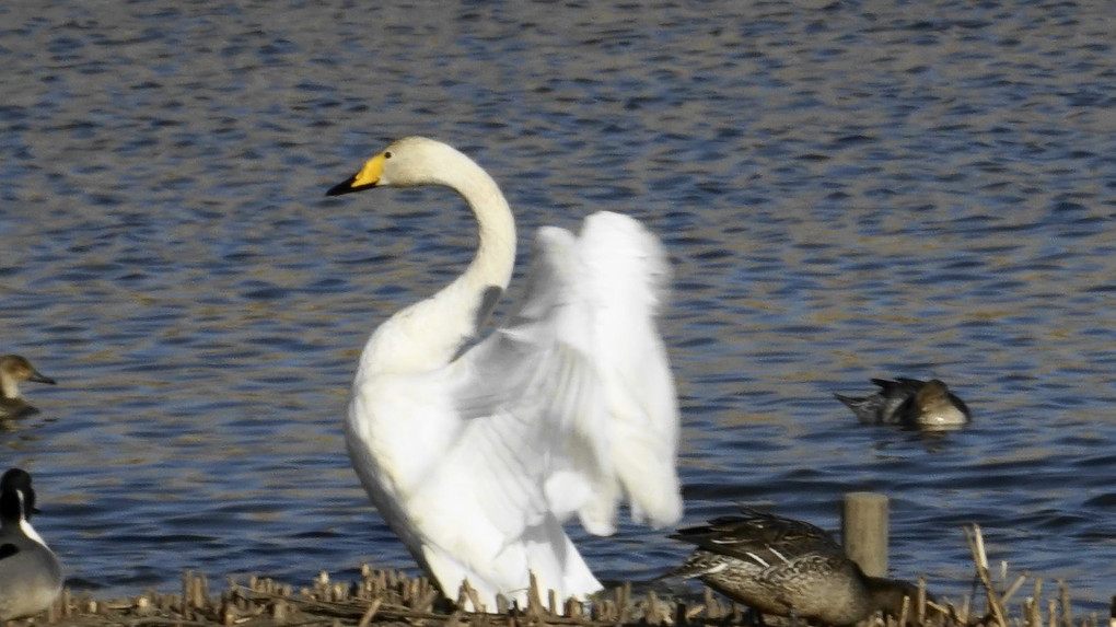 多々良沼の白鳥