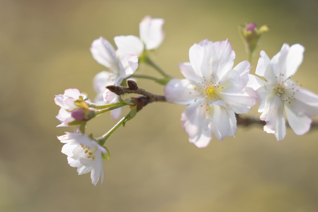 秋の桜