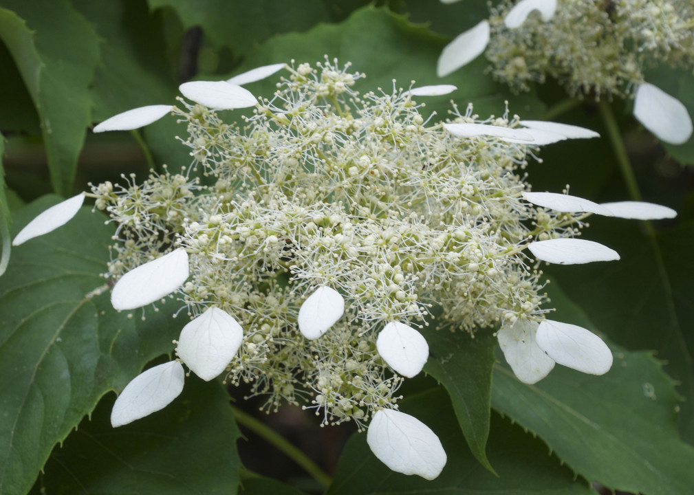 長居植物園のアジサイ