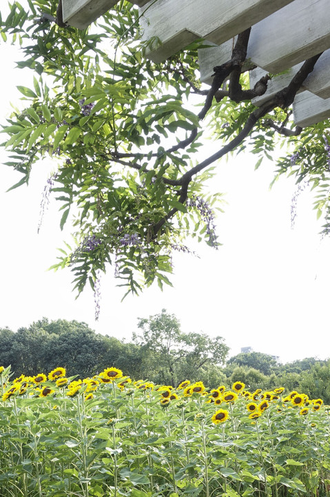 長居植物園のひまわり(ビンセント オレンジ)