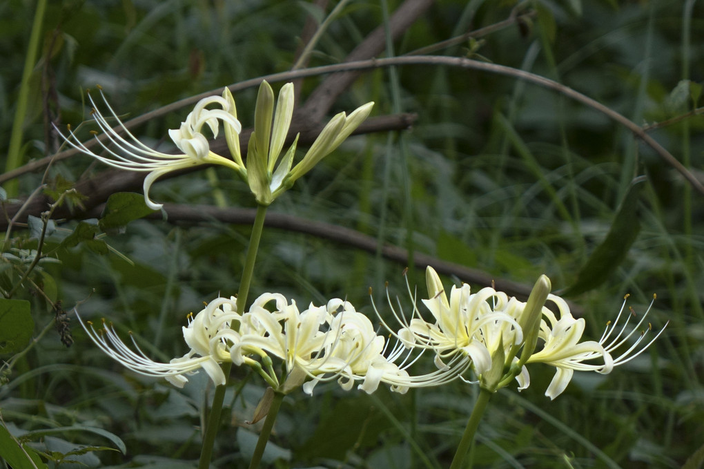 曼殊沙華。