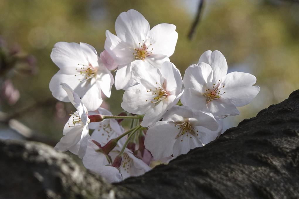 長居公園を長池公園に咲く桜