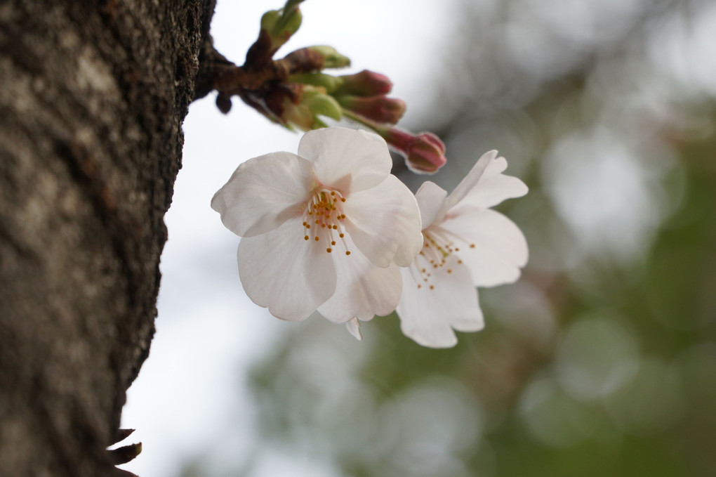 長居公園に咲くサクラ