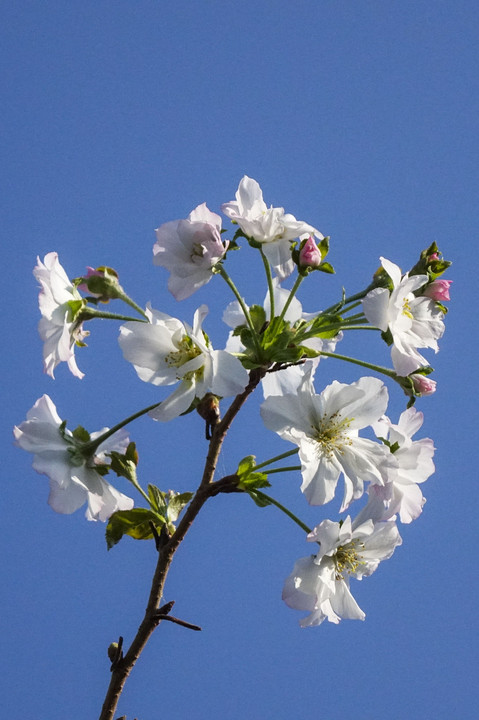 十月桜