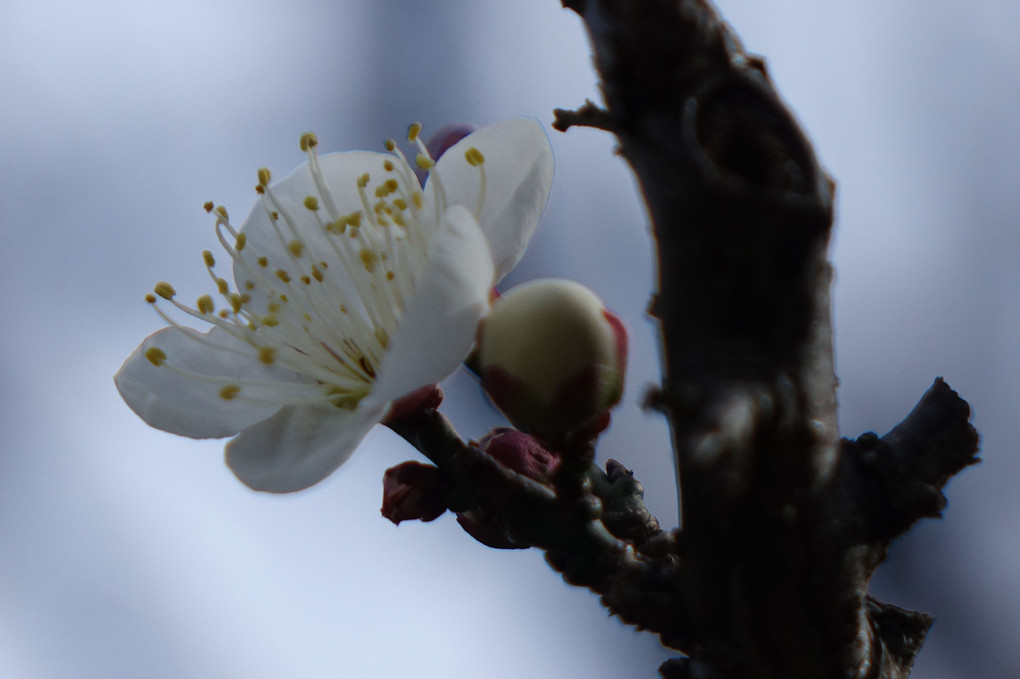 郷土の森に咲く梅の花