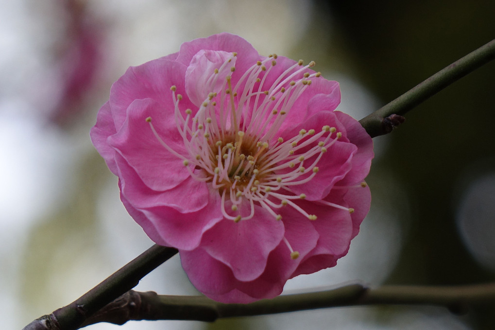 郷土の森に咲く梅の花