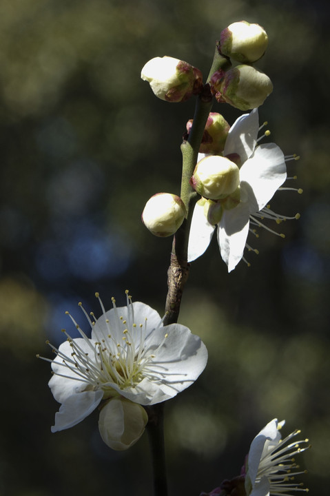 長居公園内に咲く河津桜と郷土の杜で咲き始めた梅の花