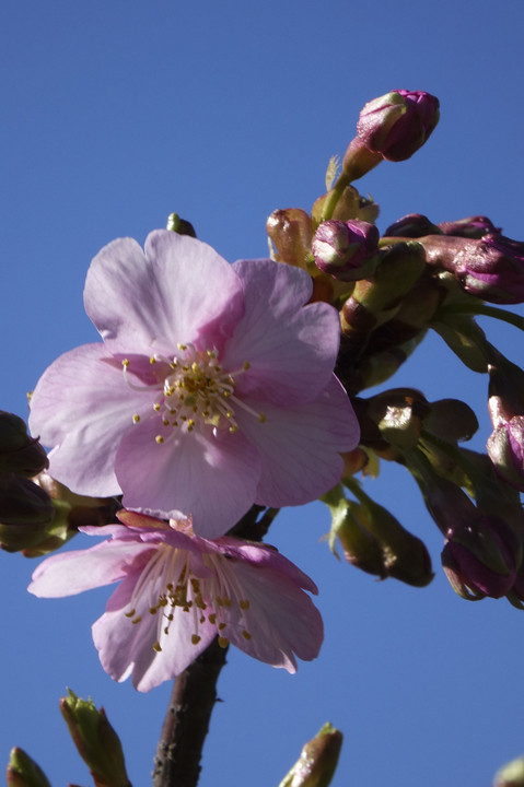 長居公園内に咲く河津桜と郷土の杜で咲き始めた梅の花