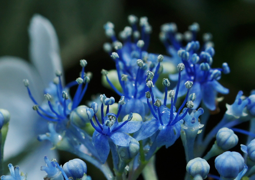 雨に濡れた紫陽花