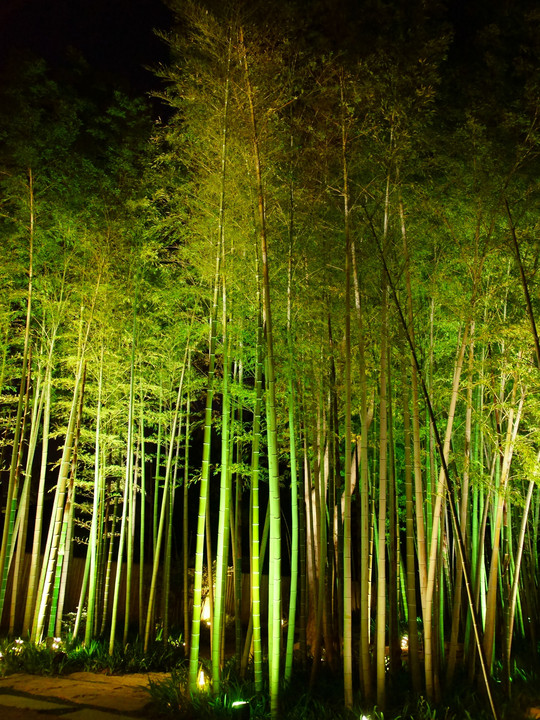 宵の竹林