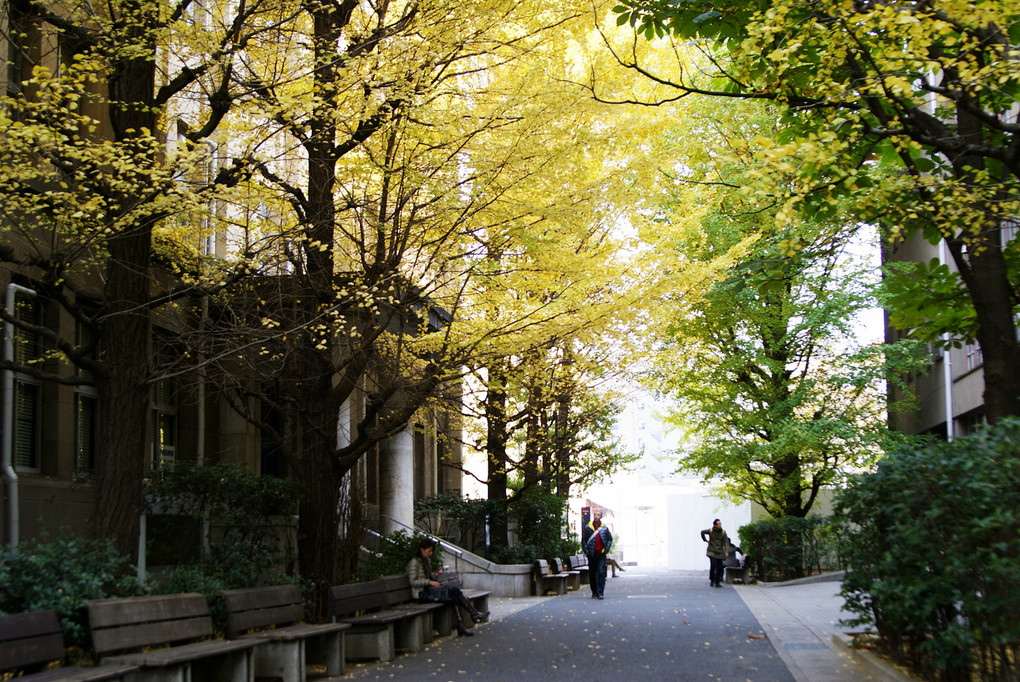 Campus de Autumn