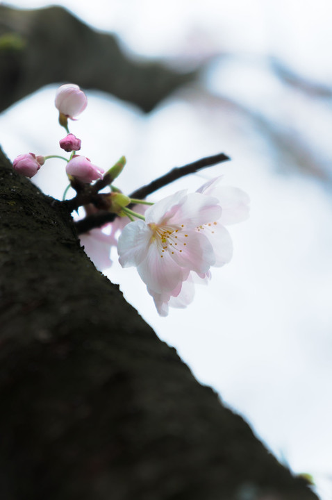 桜・爛漫 sakura Lan man