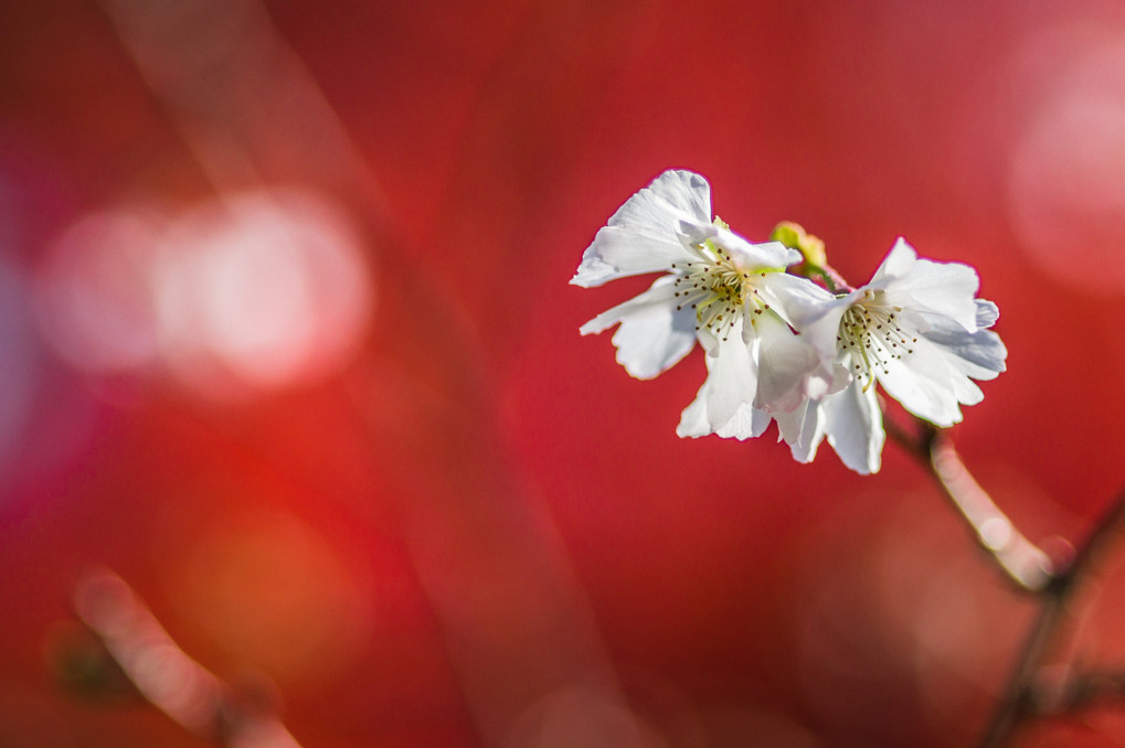 錦秋の桜・二題