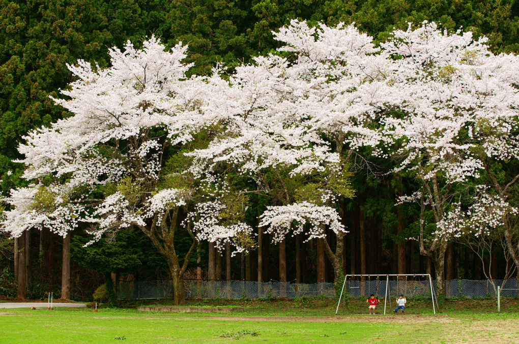 大きな桜の木の下で