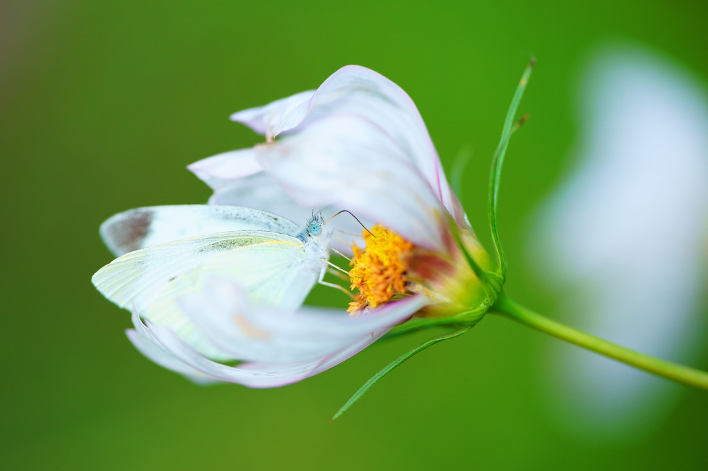 白い蝶と花