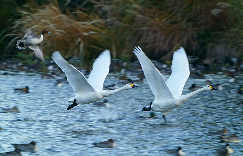 白鳥と一緒に飛びたつ