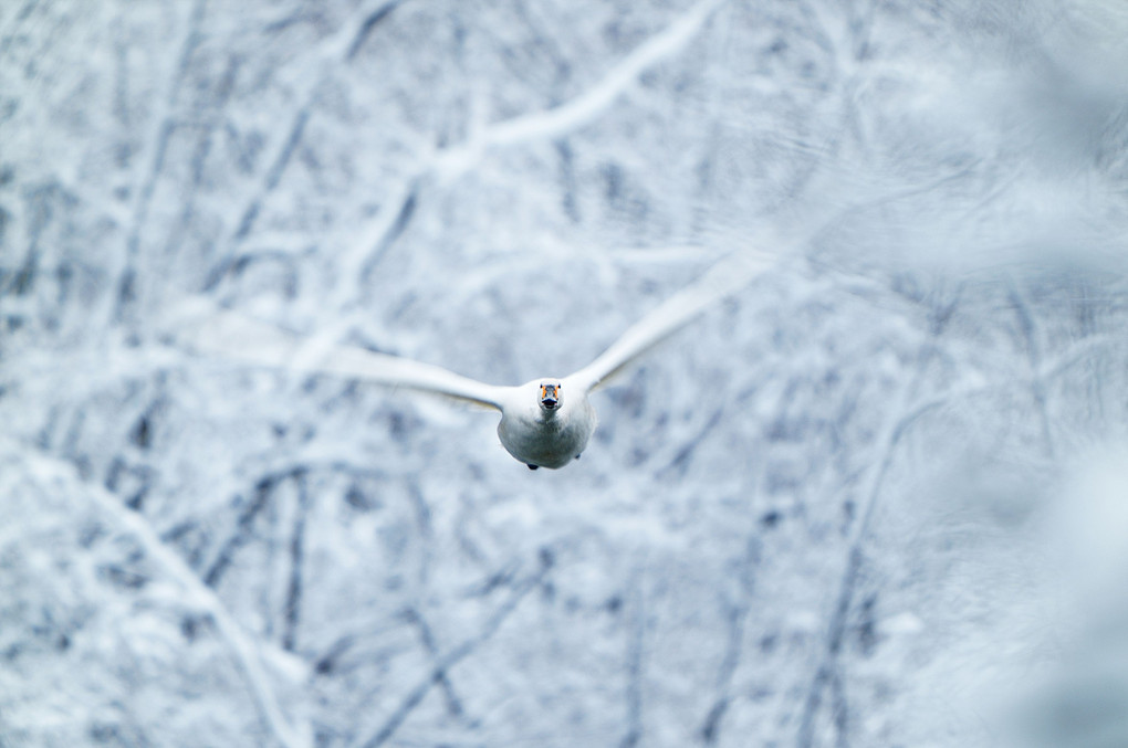 白い森の中を飛ぶ