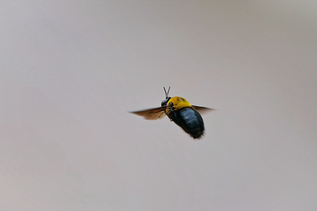 クマバチの飛翔