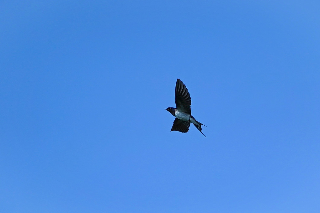 燕の飛翔