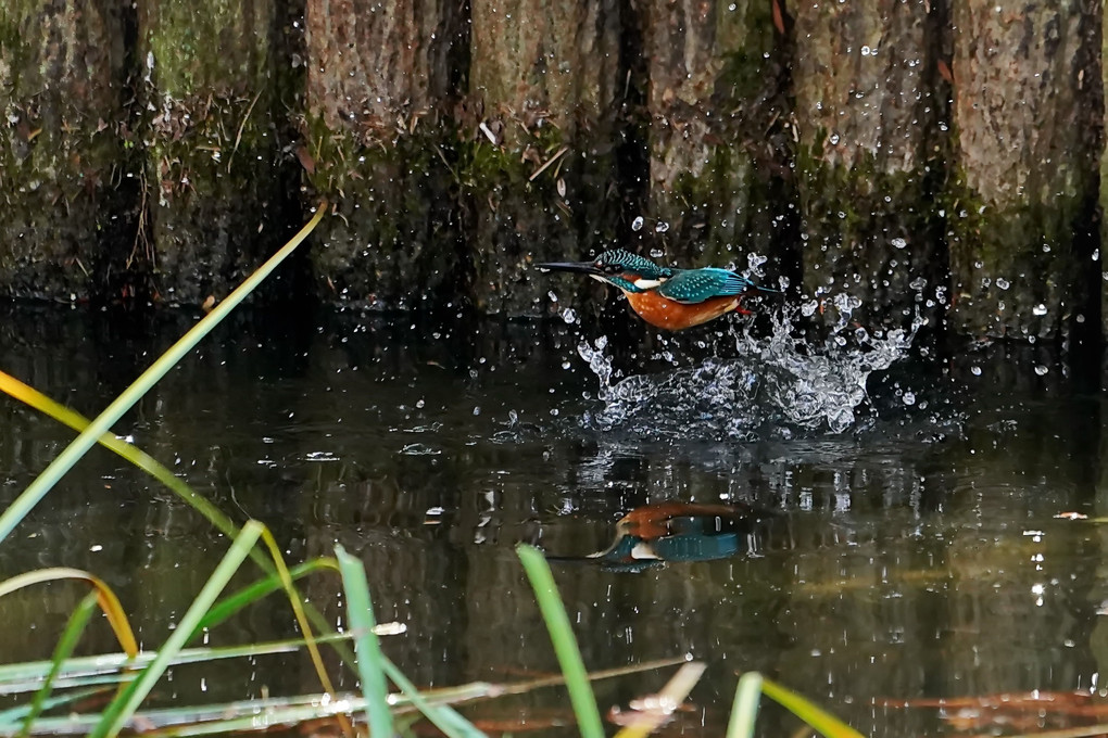 カワ君の水上飛行