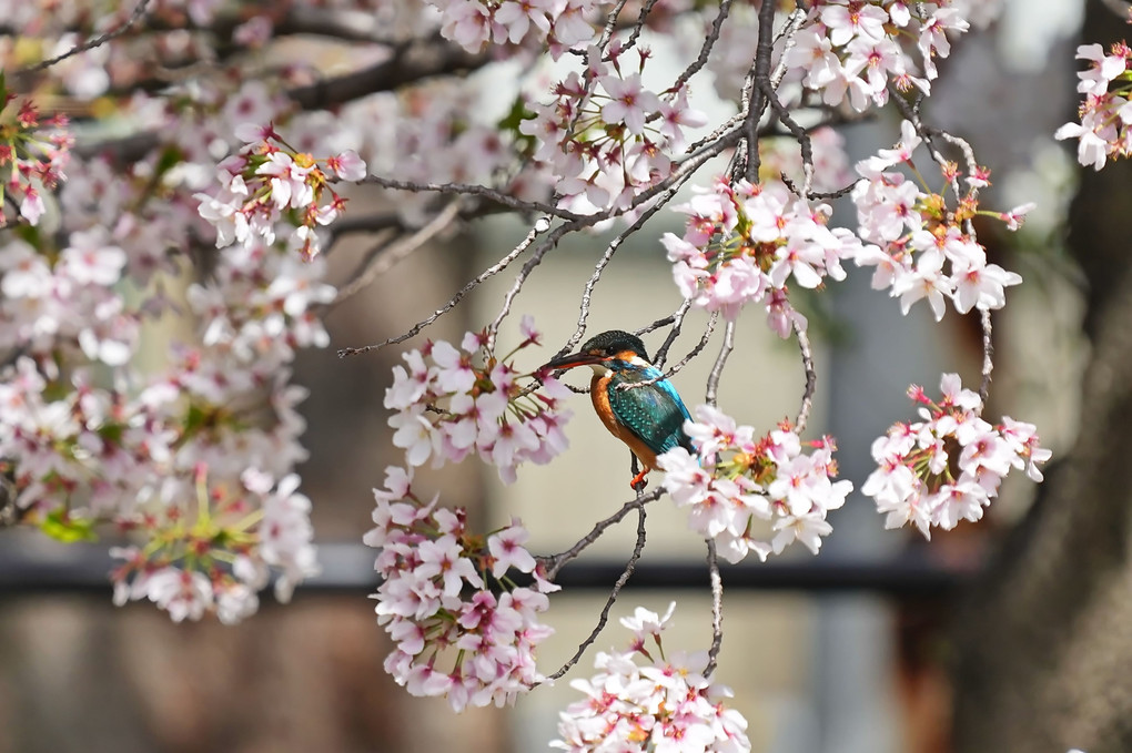 カワ子長いトンネルを抜けると桜国であった