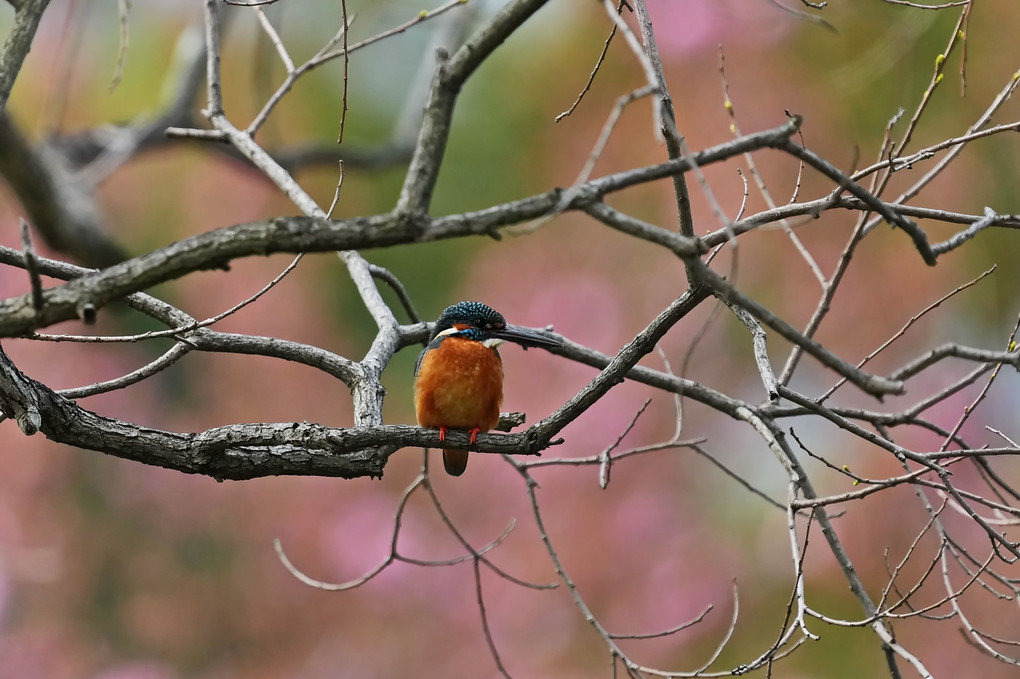 桜背景カワ君とカワ子