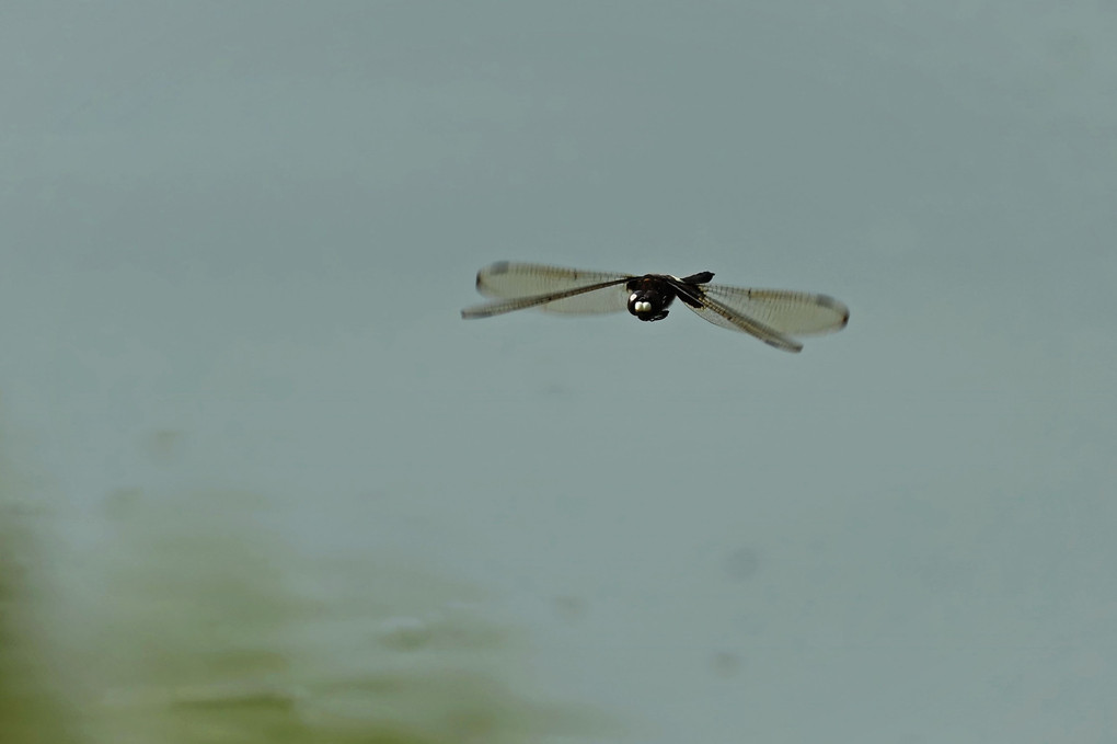 コシアキトンボの飛翔