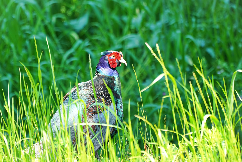 キジも鳴かねば見つからず