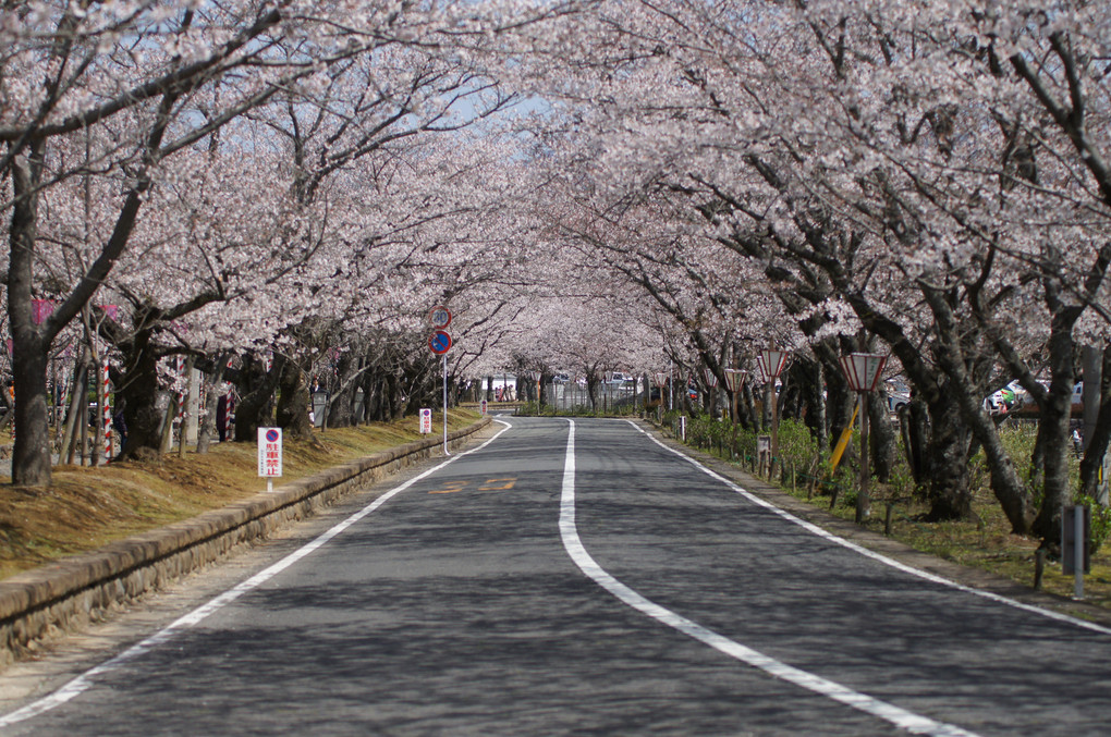 桜のトンネル