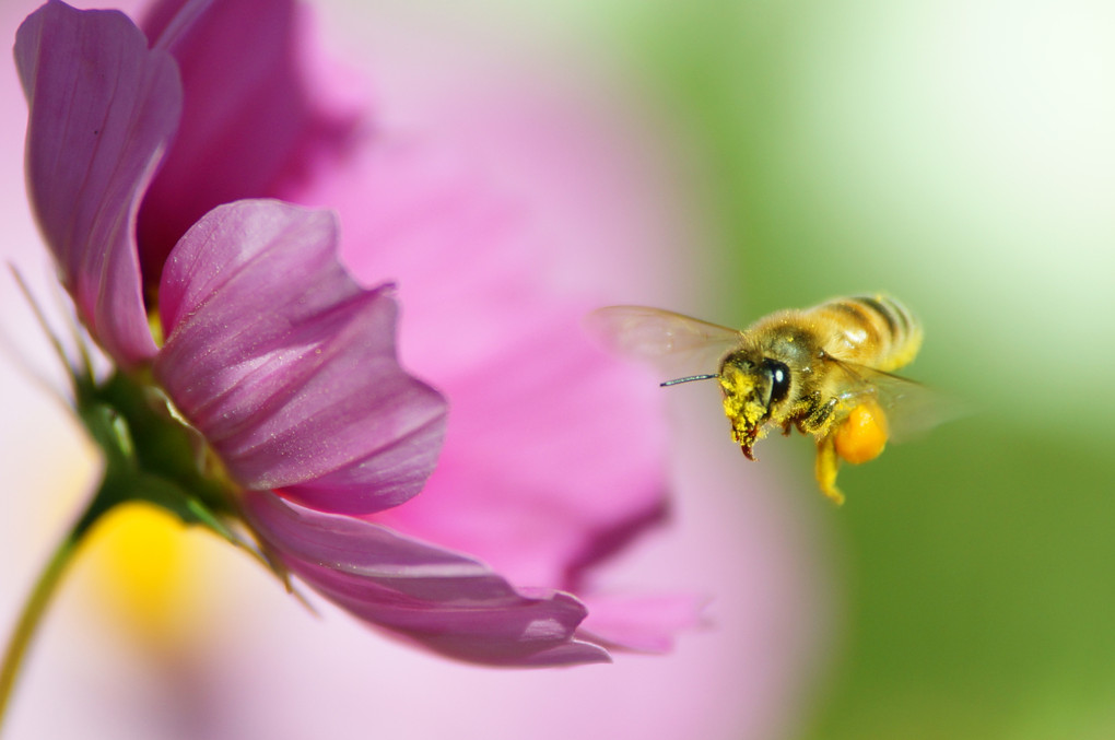 ミツバチのホバリング