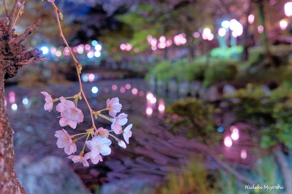 夜の公園