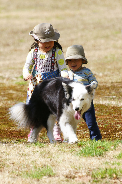 愛犬家予備軍