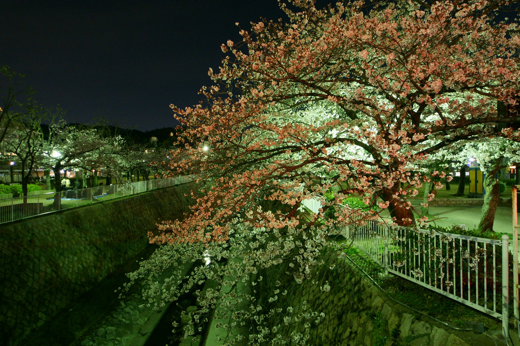 妙法寺川の夜桜