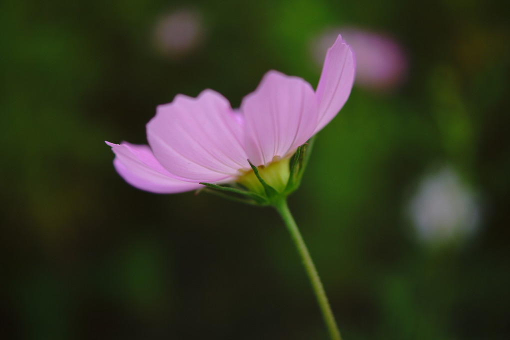 繊細さと強さ