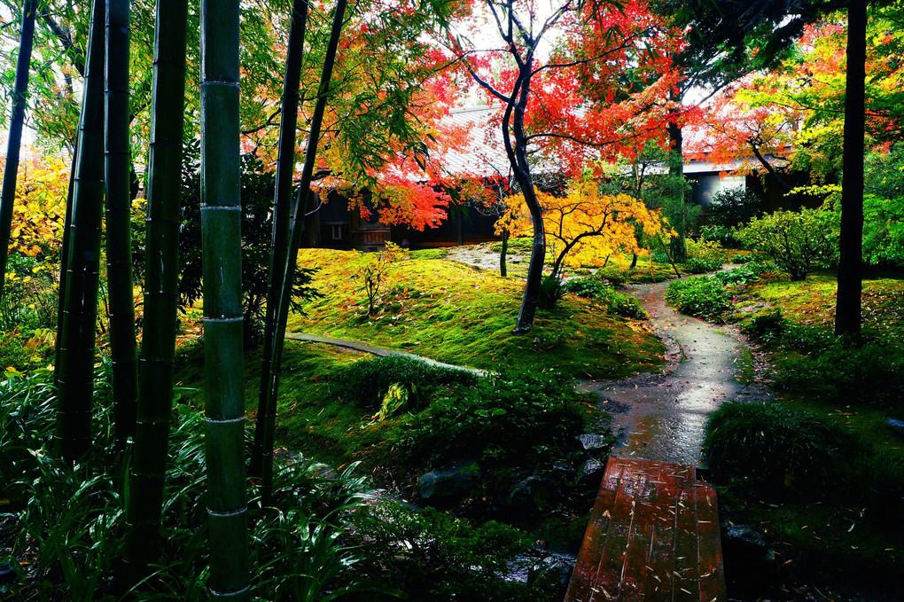 雨の庭