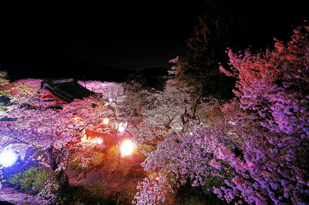 雨引山の夜桜とシルエット筑波