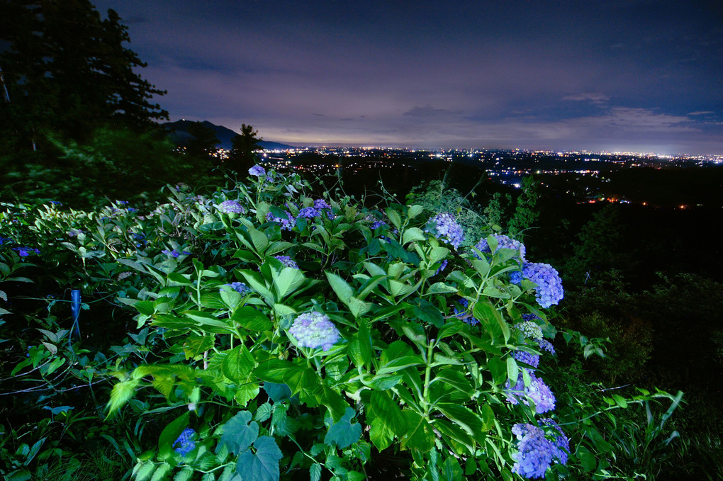 夜の紫陽花と筑波山
