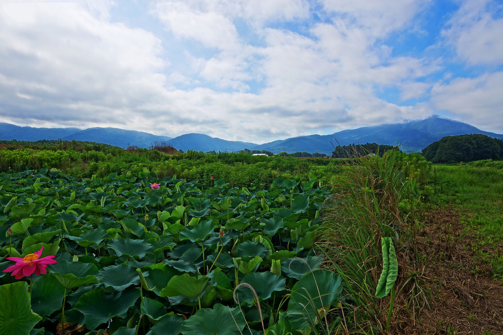 蓮池と筑波山