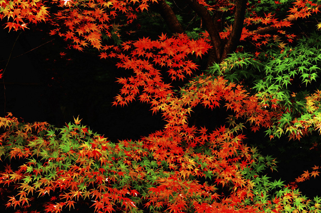 秋の色彩り