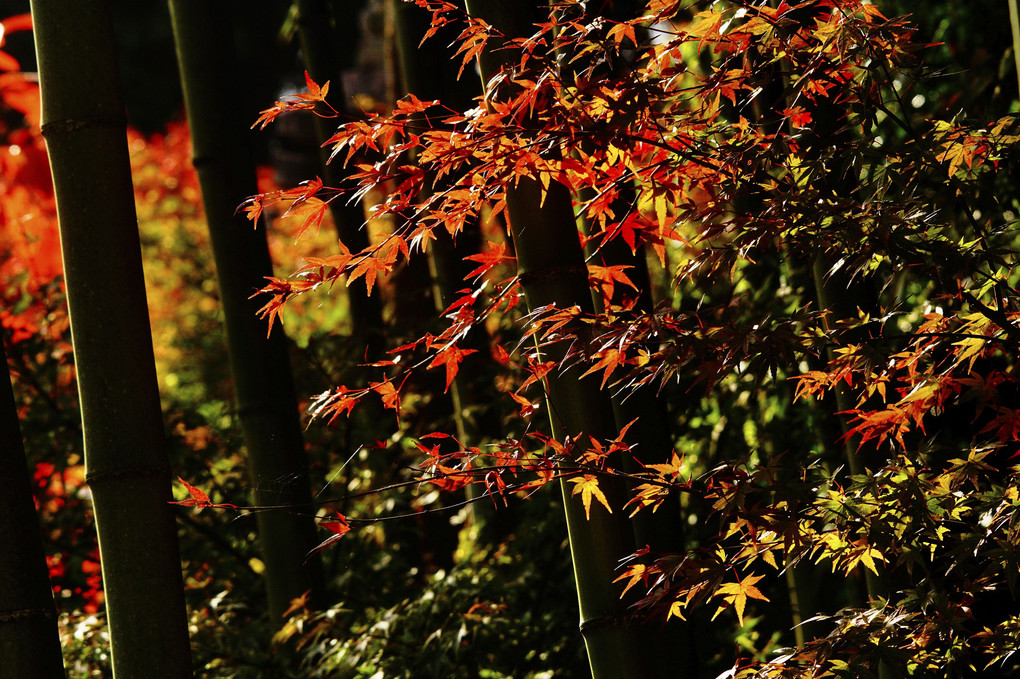Nipponの秋