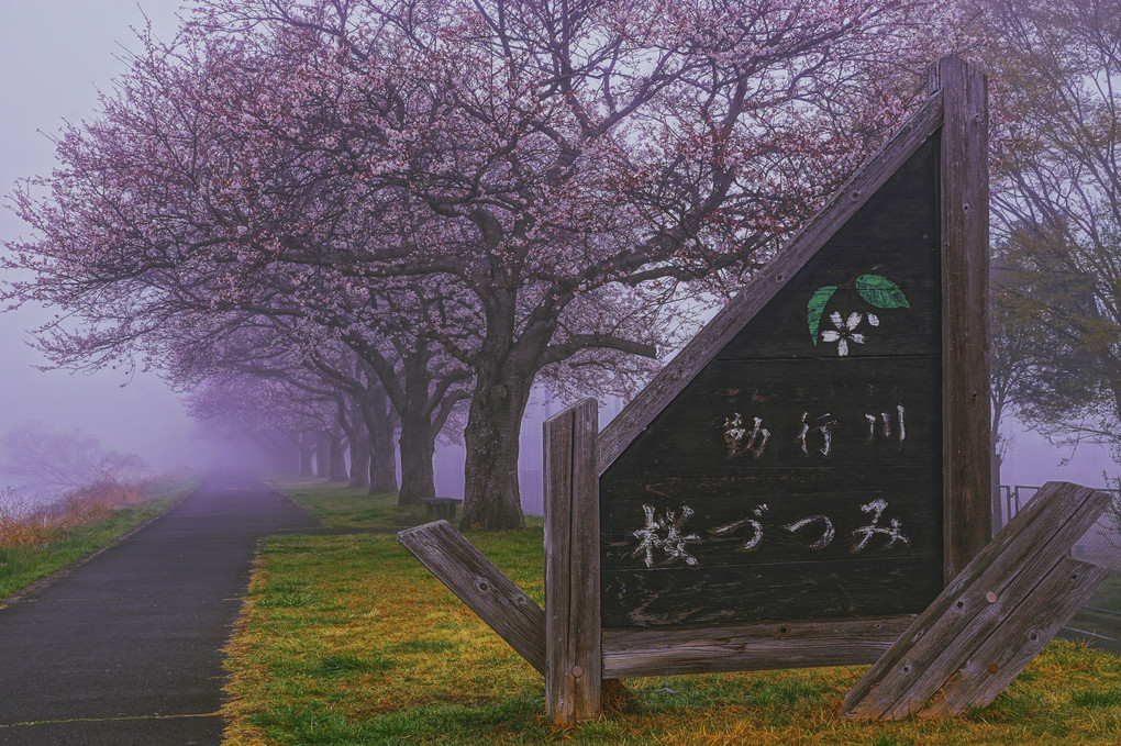 朝霧の桜づつみ