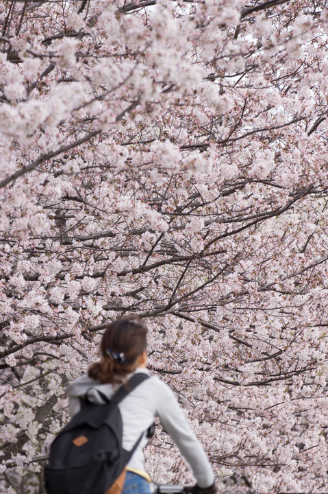 桜の世界へ。