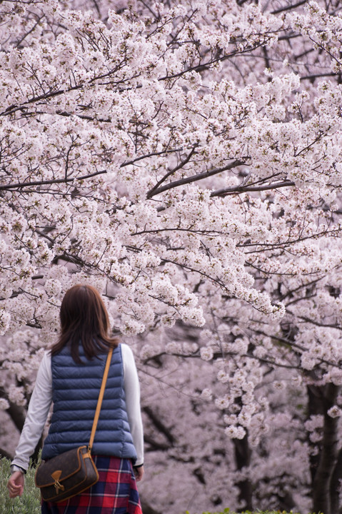 桜の世界へ