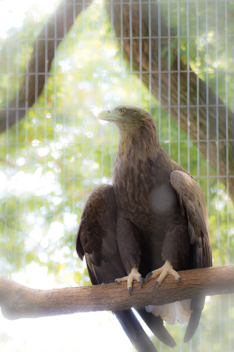 王子動物園の鷲