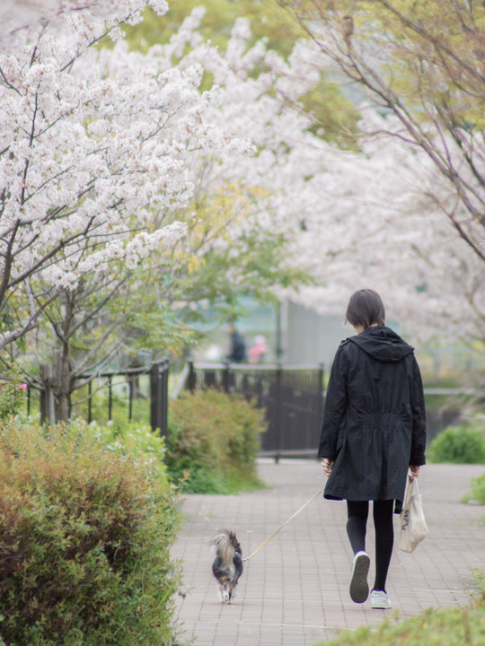 桜並木をお散歩。